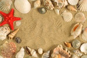 seashell frame