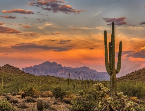 Best Places to Find a Food and Drink Oasis in Scottsdale, Arizona
