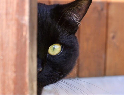 Build a Culture of Curiosity and Solutions-Driven Change
