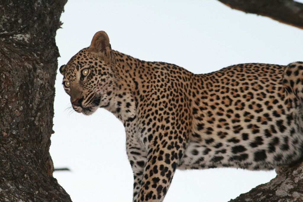 south-africa-safari21