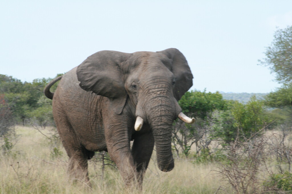 south-africa-safari22