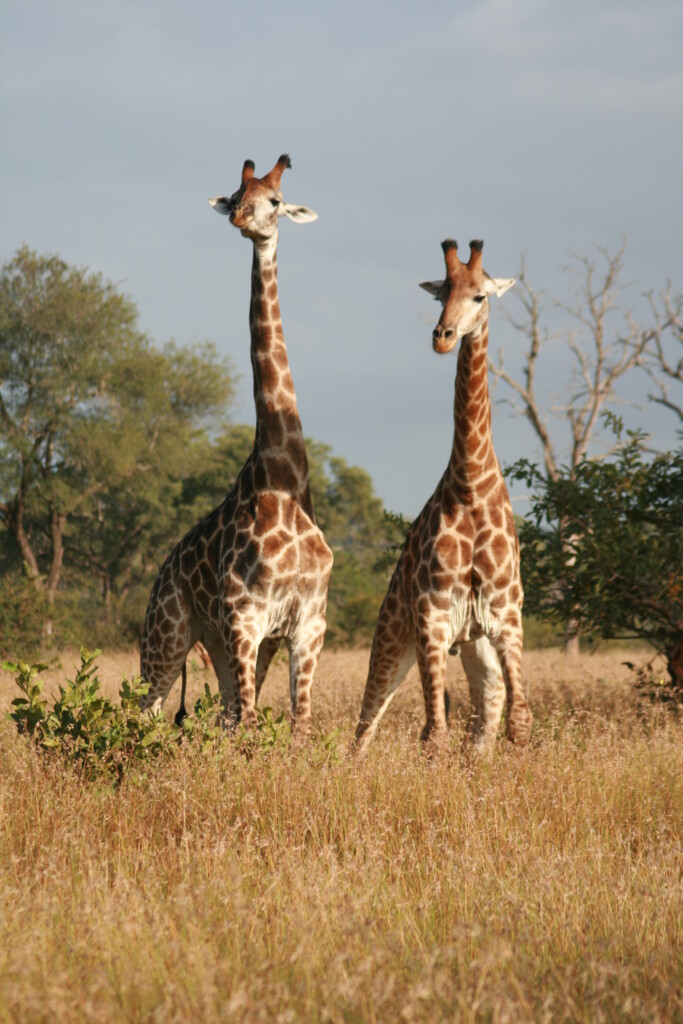 south-africa-safari23