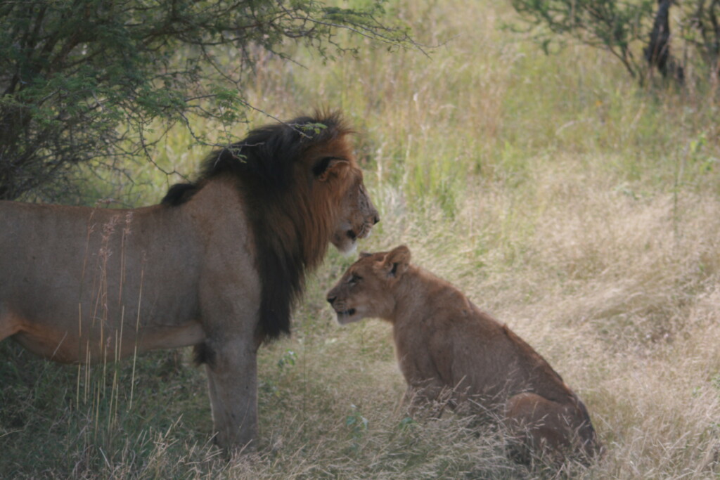 south-africa-safari25