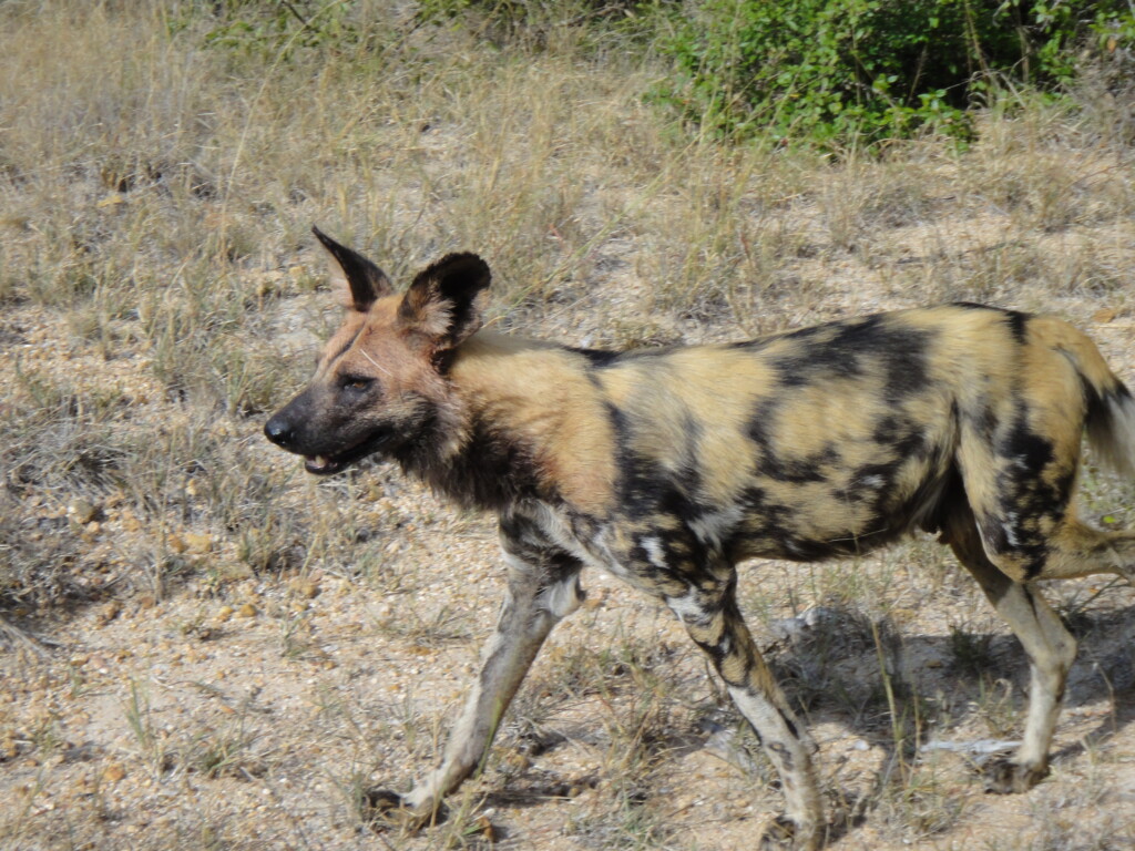 south-africa-safari27