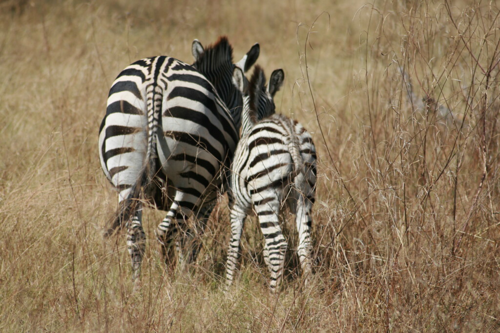south-africa-safari28